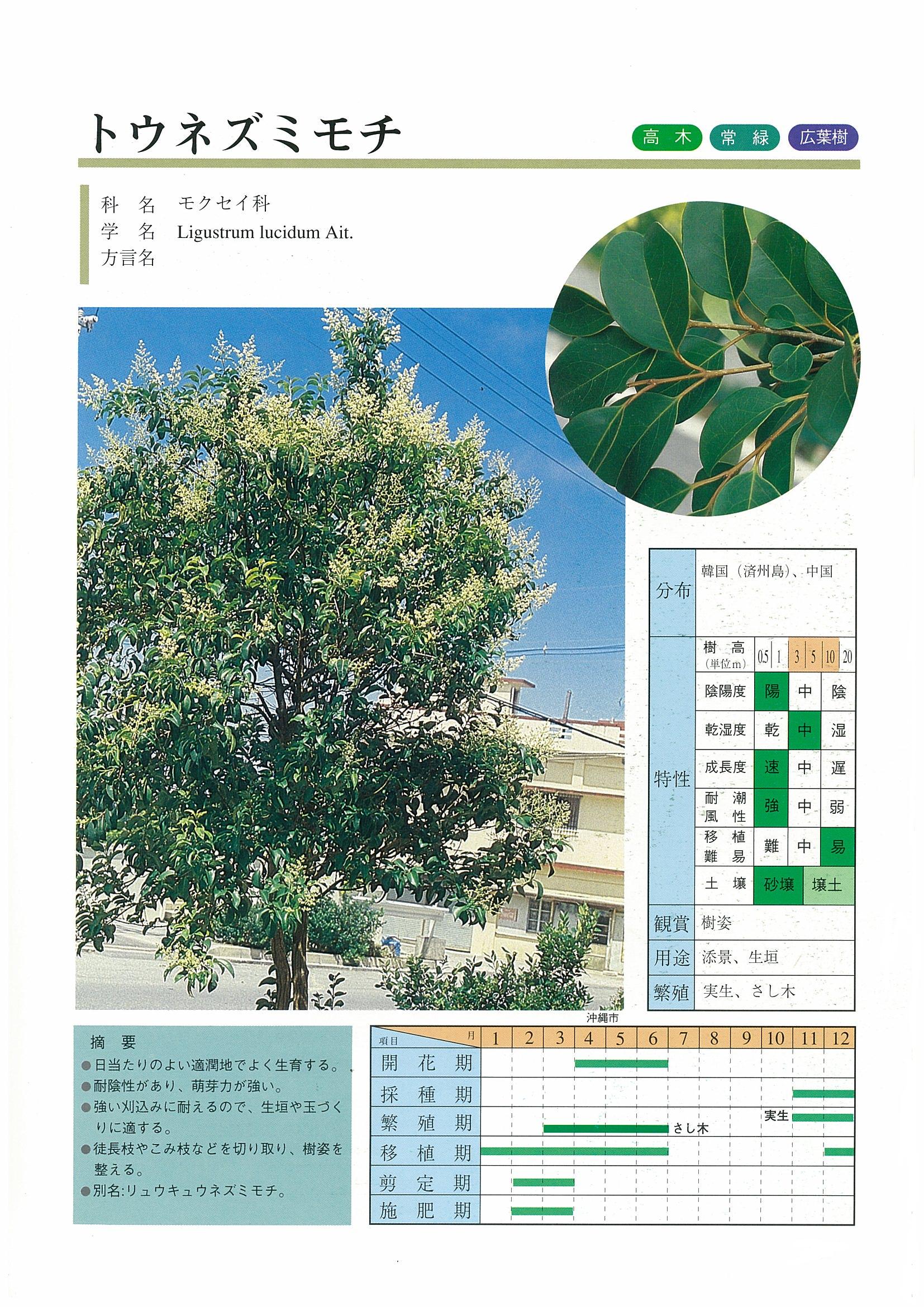 トウネズミモチ | 沖縄県緑化種苗協同組合