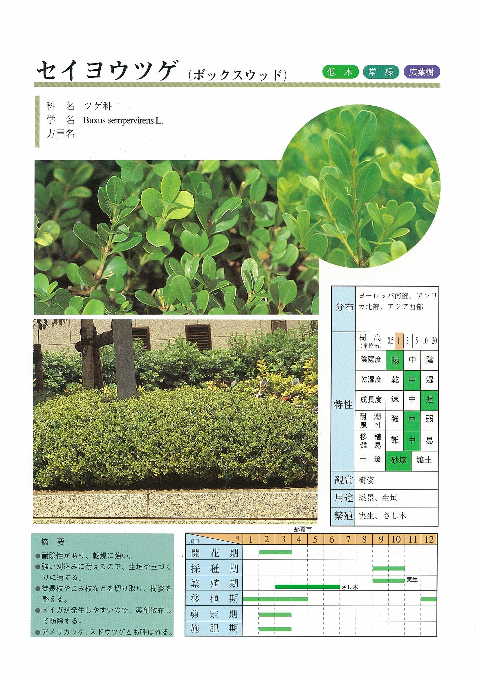 樹木図鑑 | 沖縄県緑化種苗協同組合