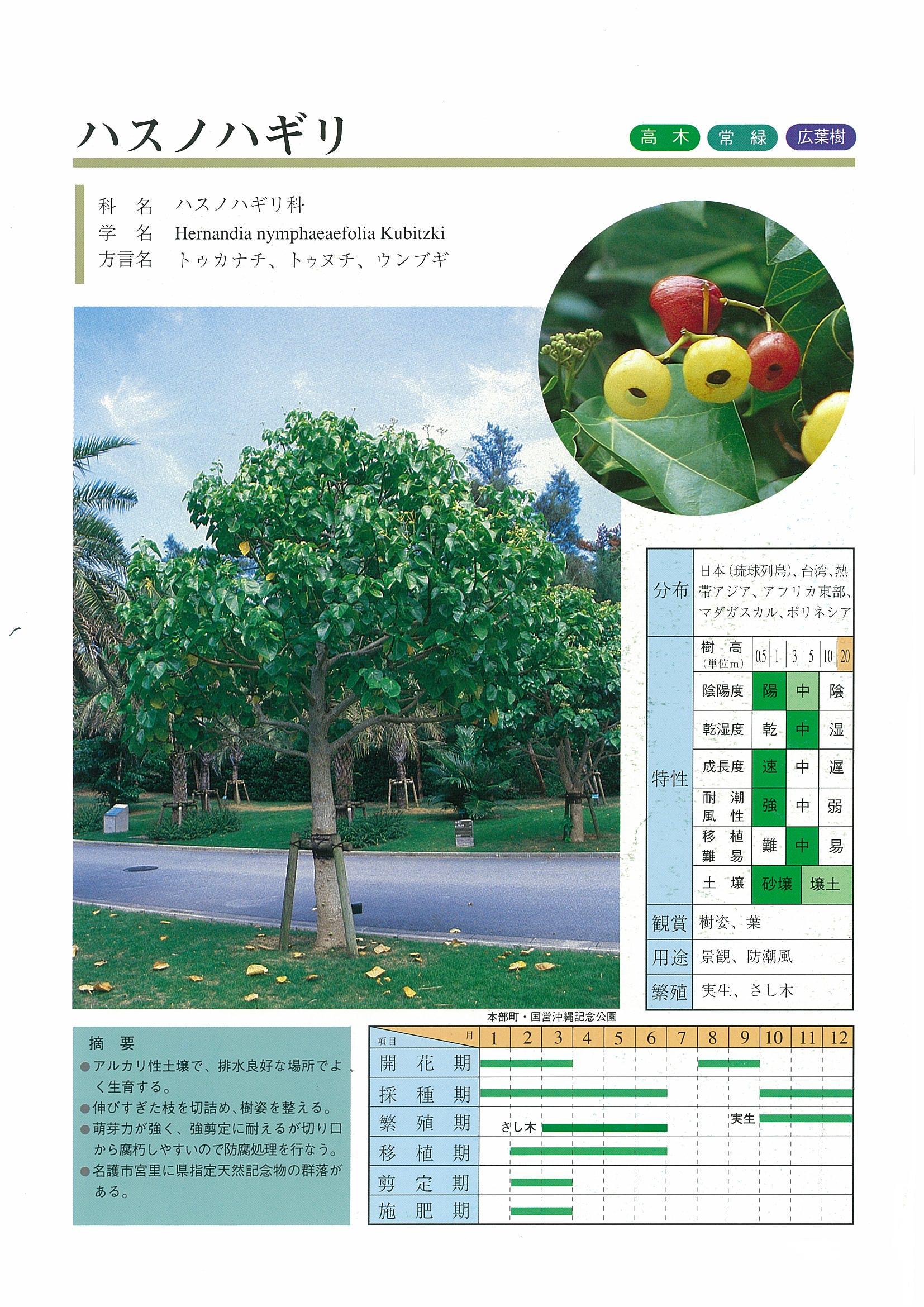 樹木図鑑 | 沖縄県緑化種苗協同組合