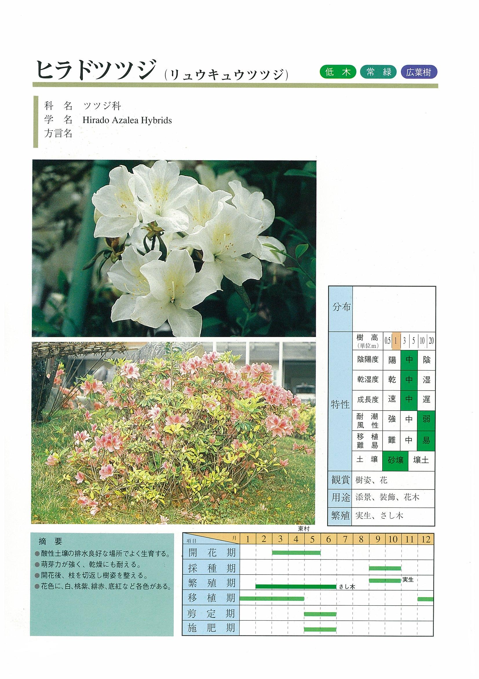 樹木図鑑 | 沖縄県緑化種苗協同組合