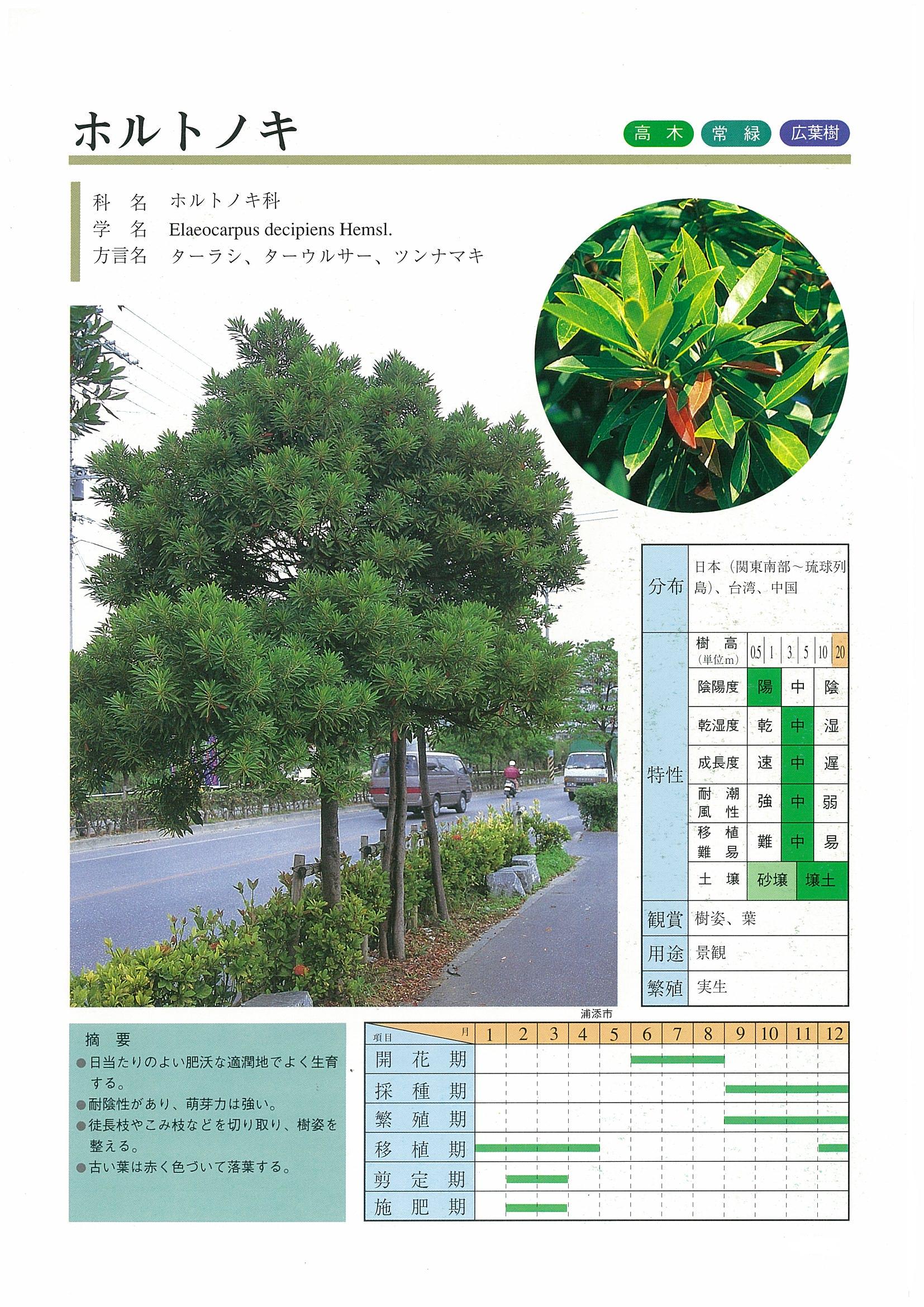 樹木図鑑 | 沖縄県緑化種苗協同組合 樹木図鑑 | 沖縄県緑化種苗協同組合