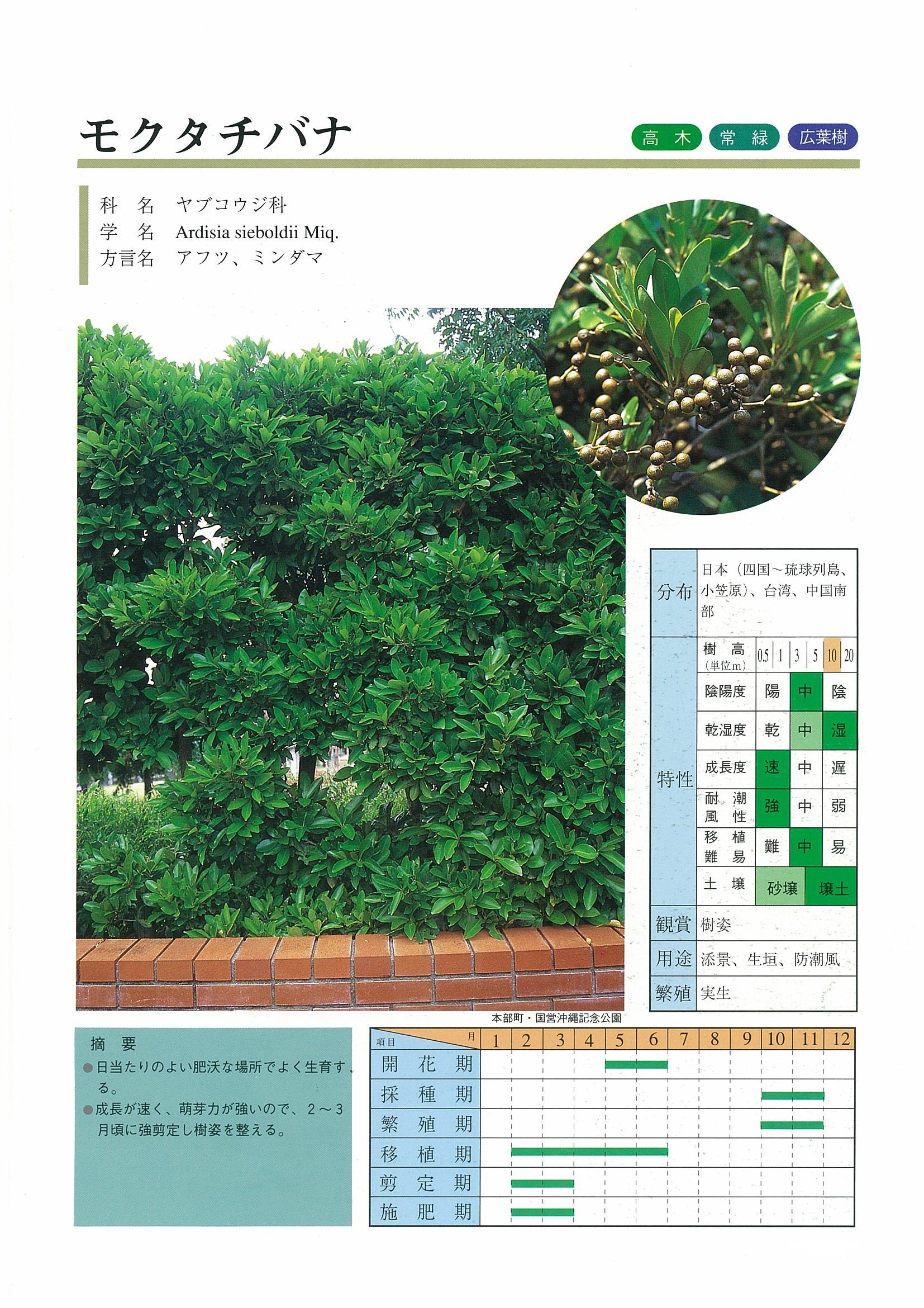 カラー版 沖縄の樹木 庭から公園までの緑化植物集 新興出版社 img_9c87c9c5f5b0cd6493a323ad36