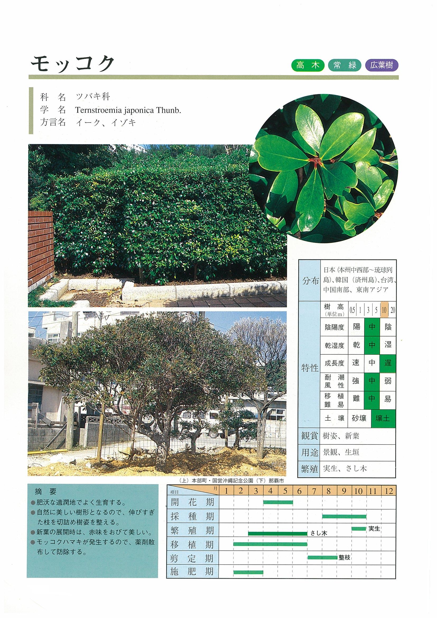 樹木図鑑 | 沖縄県緑化種苗協同組合