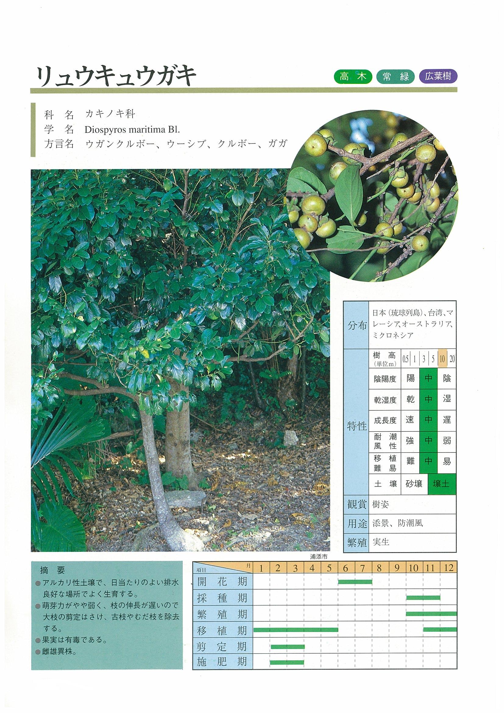☆新・緑化樹木のしおり 沖縄県土木建築部監修 （新緑化樹木・植物 