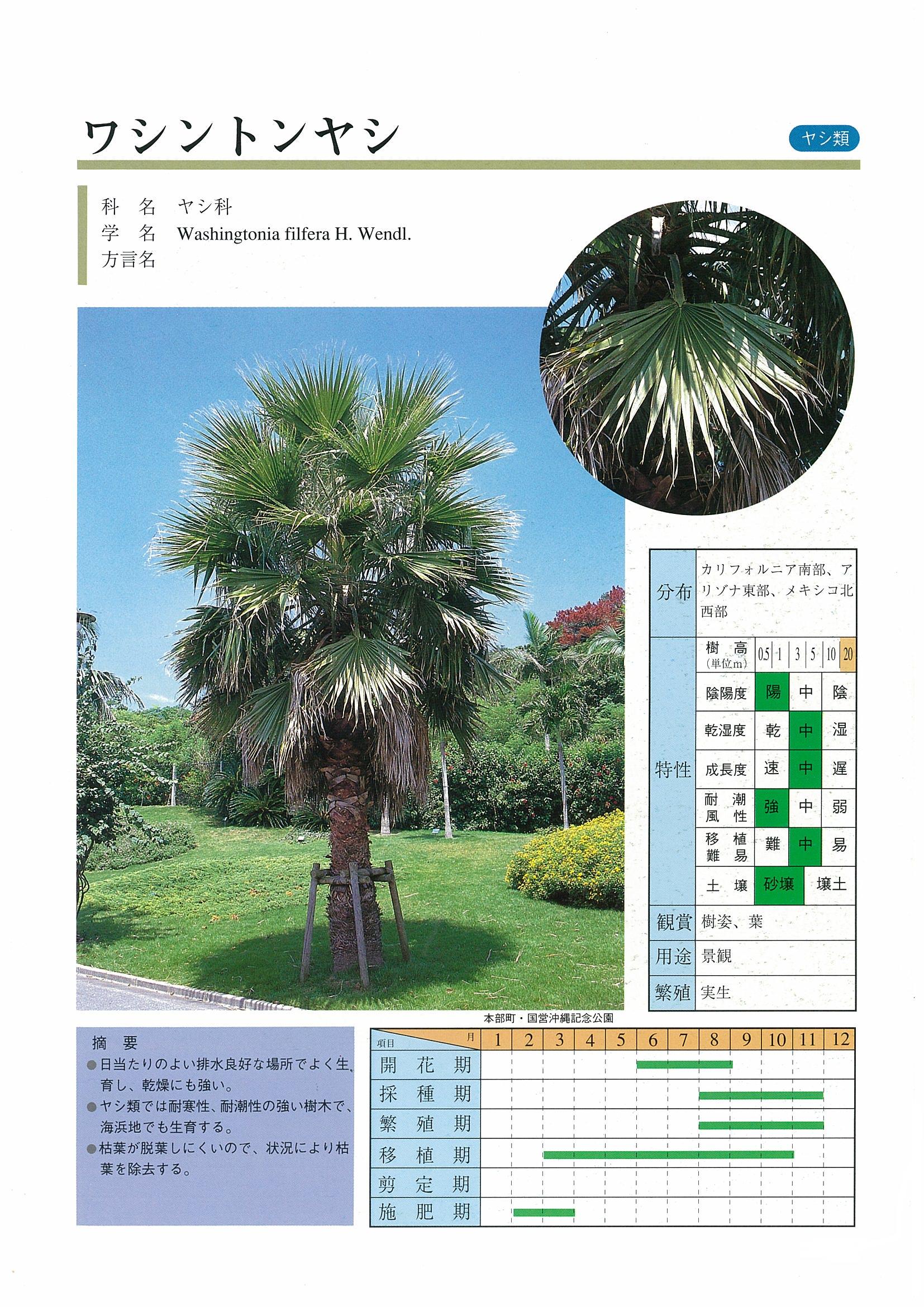 即納好評ワシントンヤシ（引き取り専用） その他観葉植物