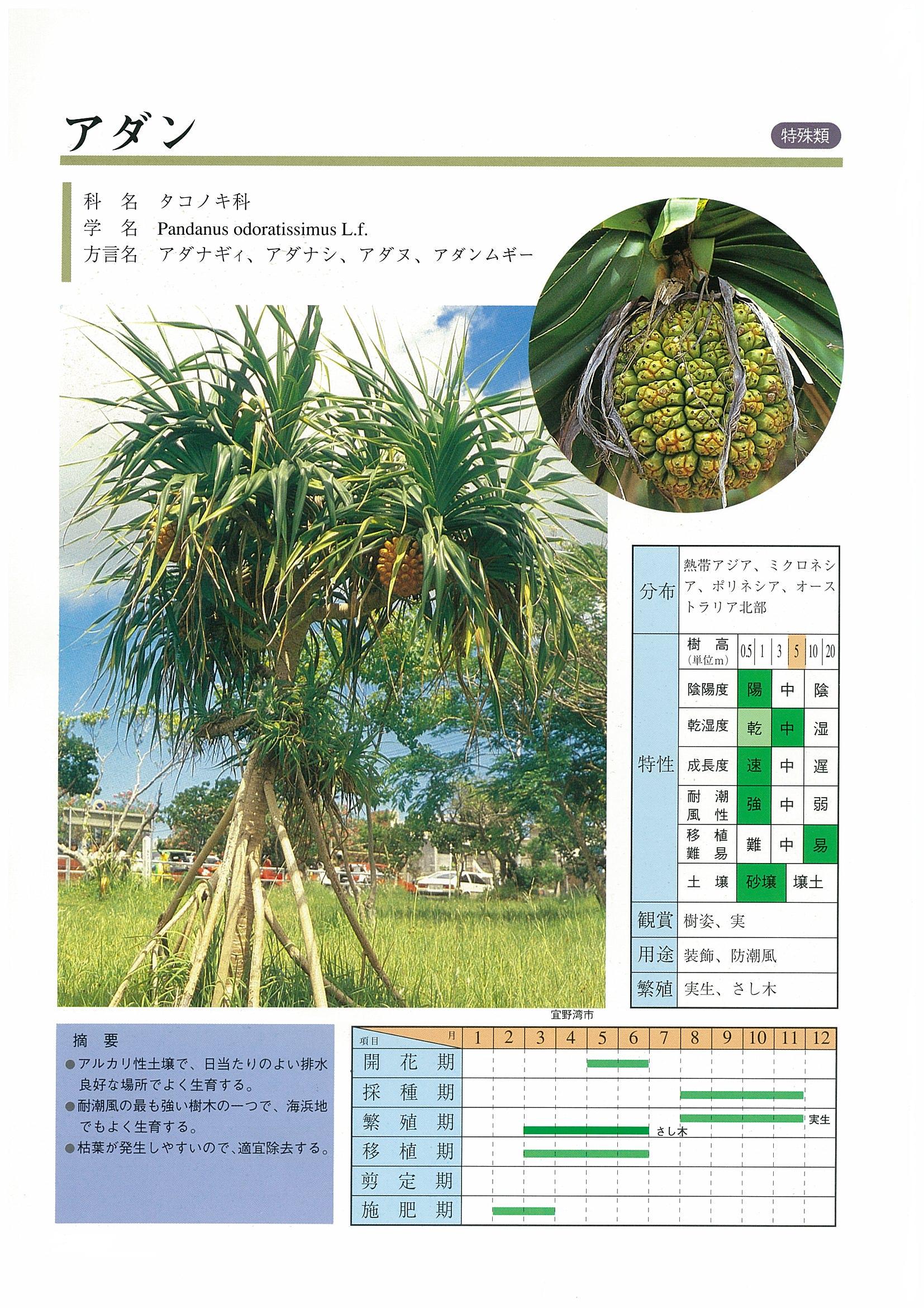 アダン | 沖縄県緑化種苗協同組合