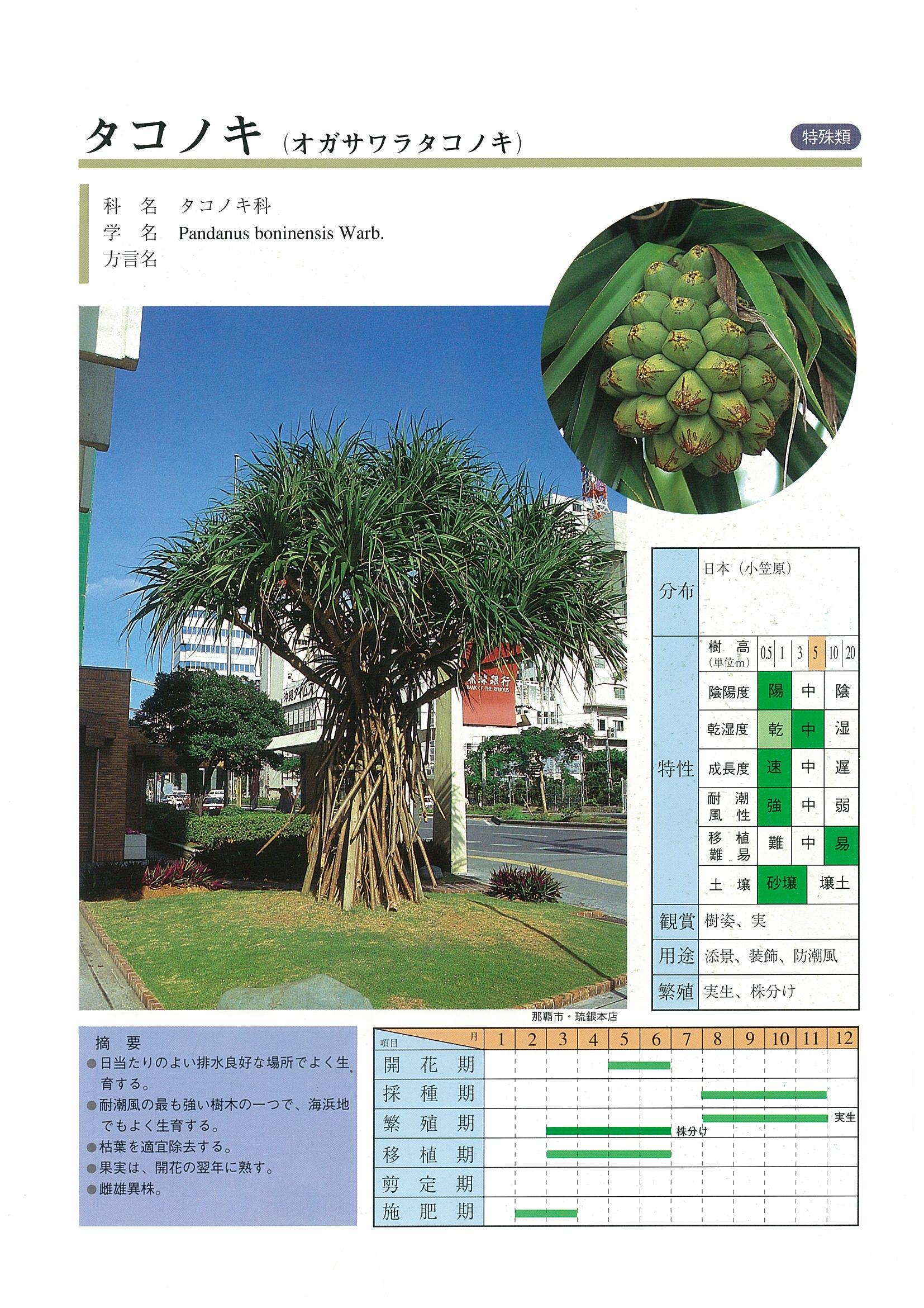 オガサワラタコノキ | 沖縄県緑化種苗協同組合