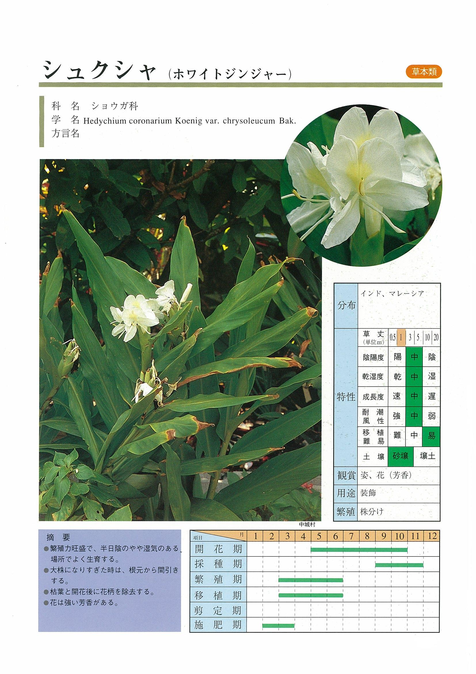 タブノキ Machilus thunbergii 沖縄の維管束植物 花の図鑑