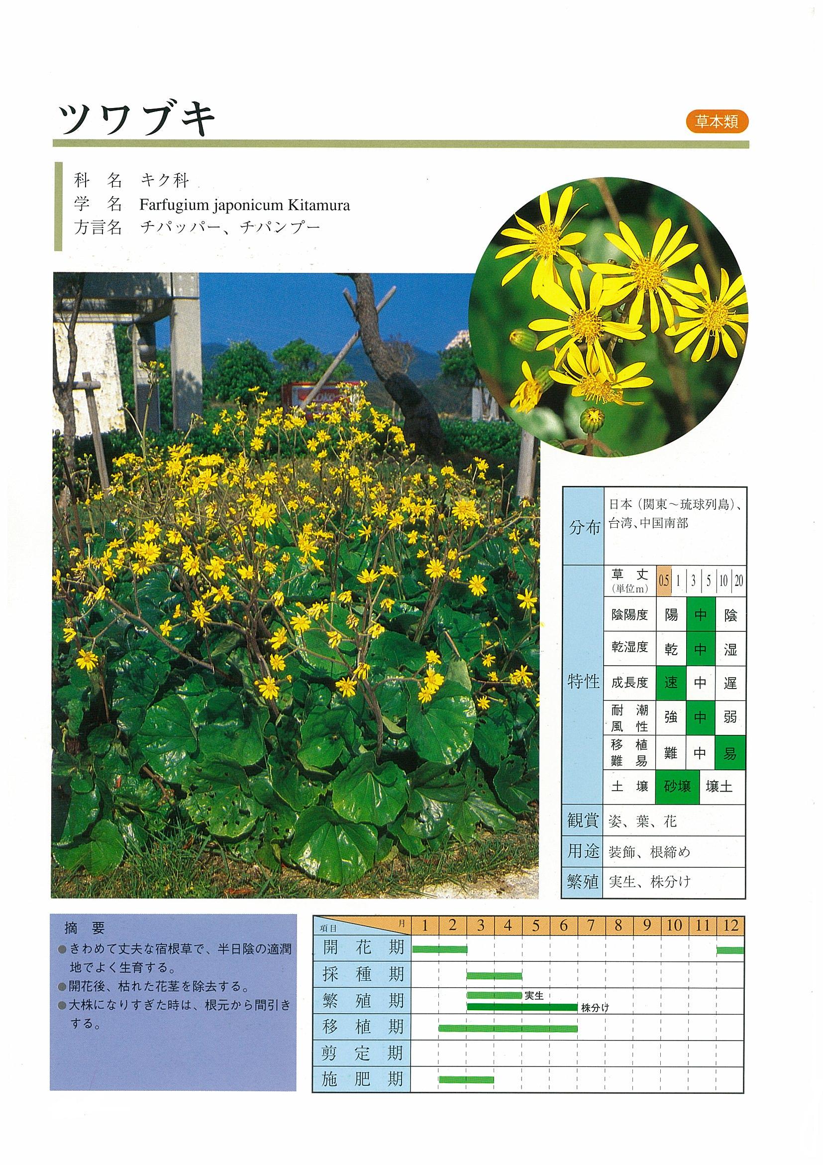 樹木図鑑 | 沖縄県緑化種苗協同組合