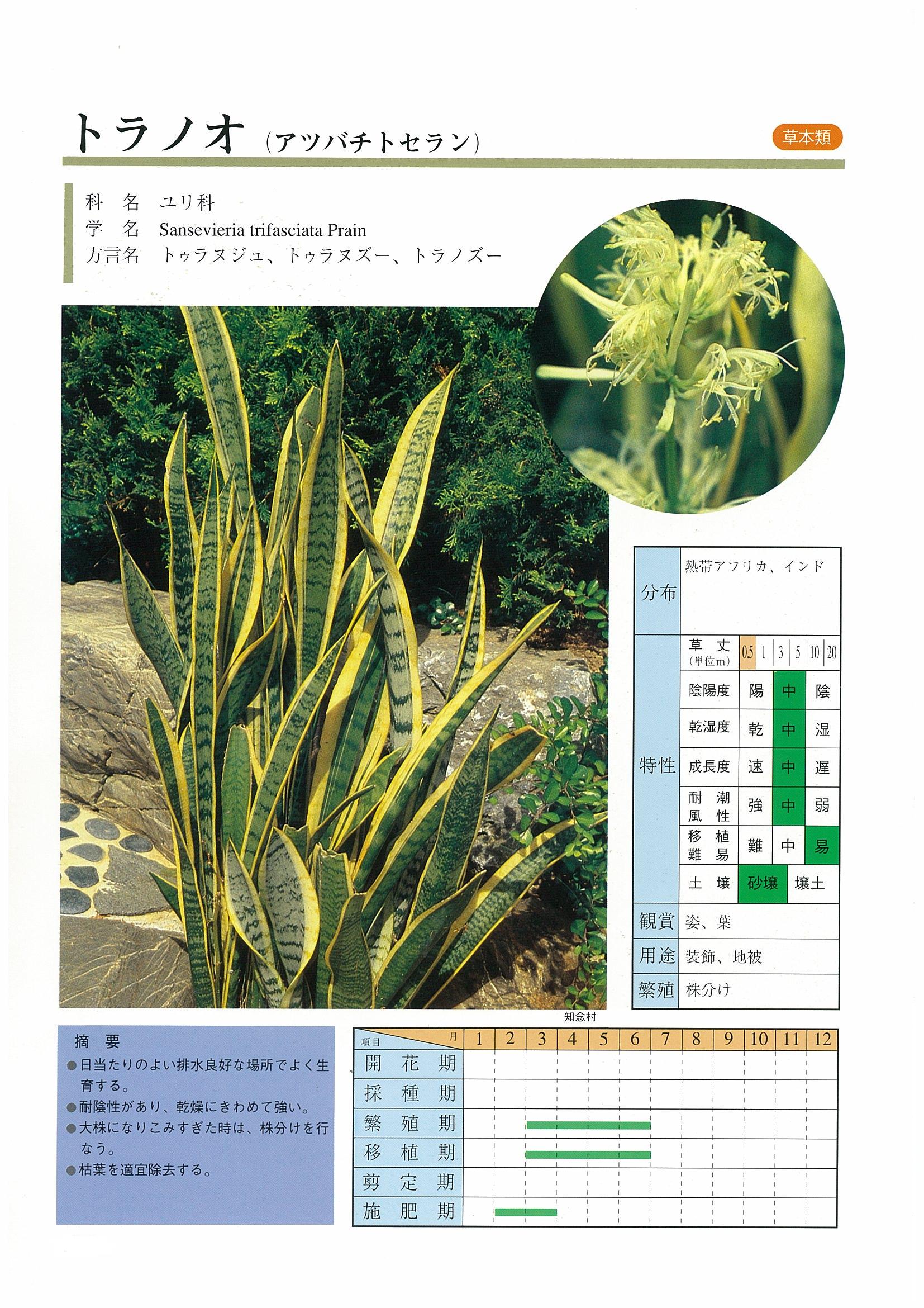 トラノオ（サンセベリア） | 沖縄県緑化種苗協同組合