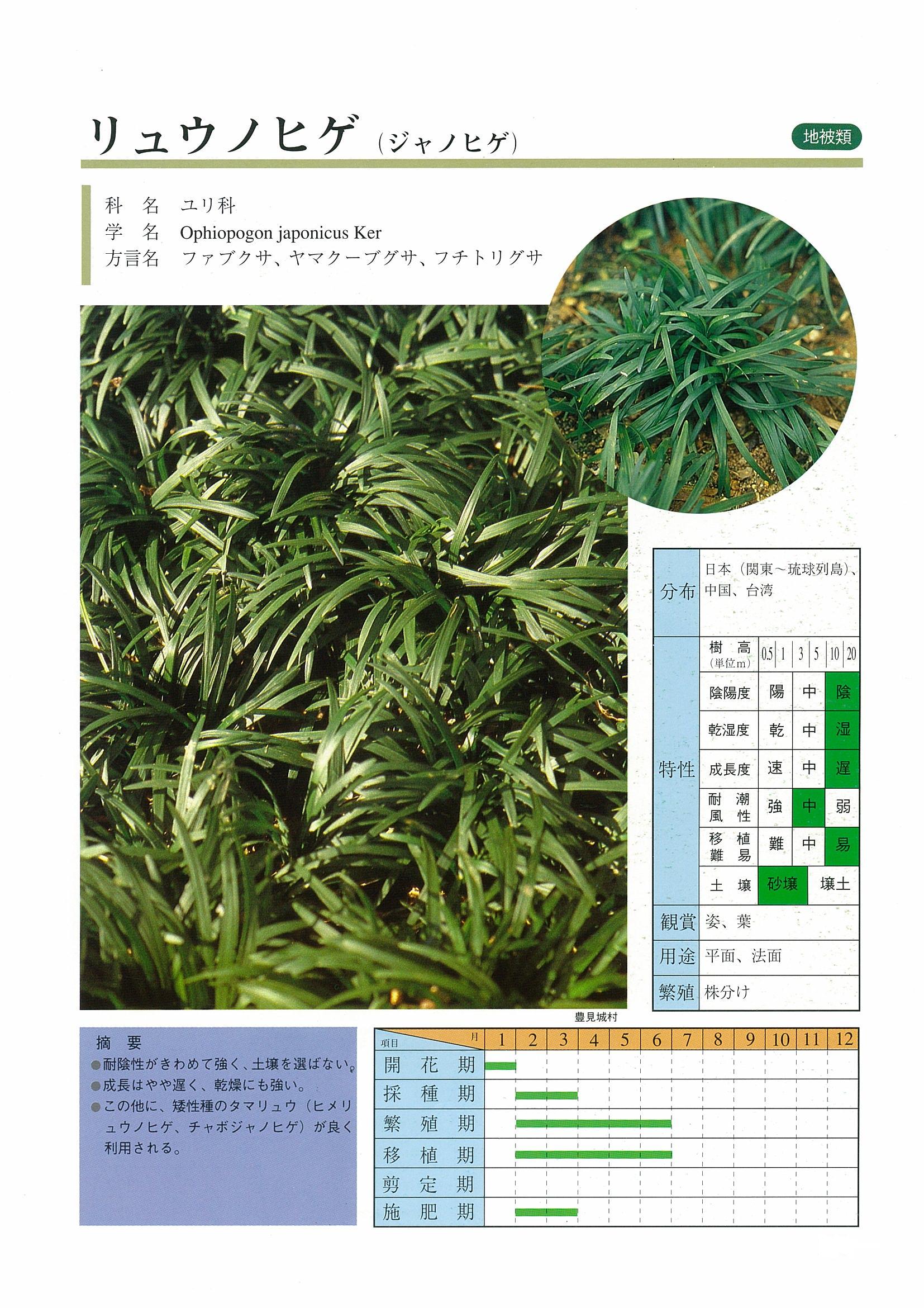 龍の瓦 ドラゴン 沖縄産 琉球 守り神 鬼瓦 縁起物 破邪
