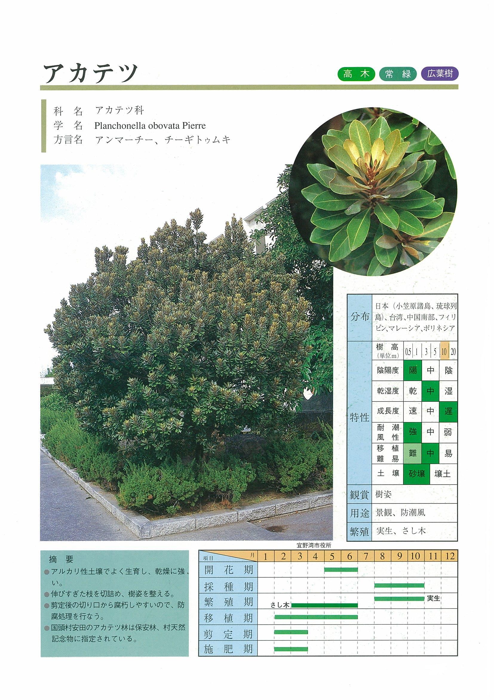 樹木図鑑 | 沖縄県緑化種苗協同組合
