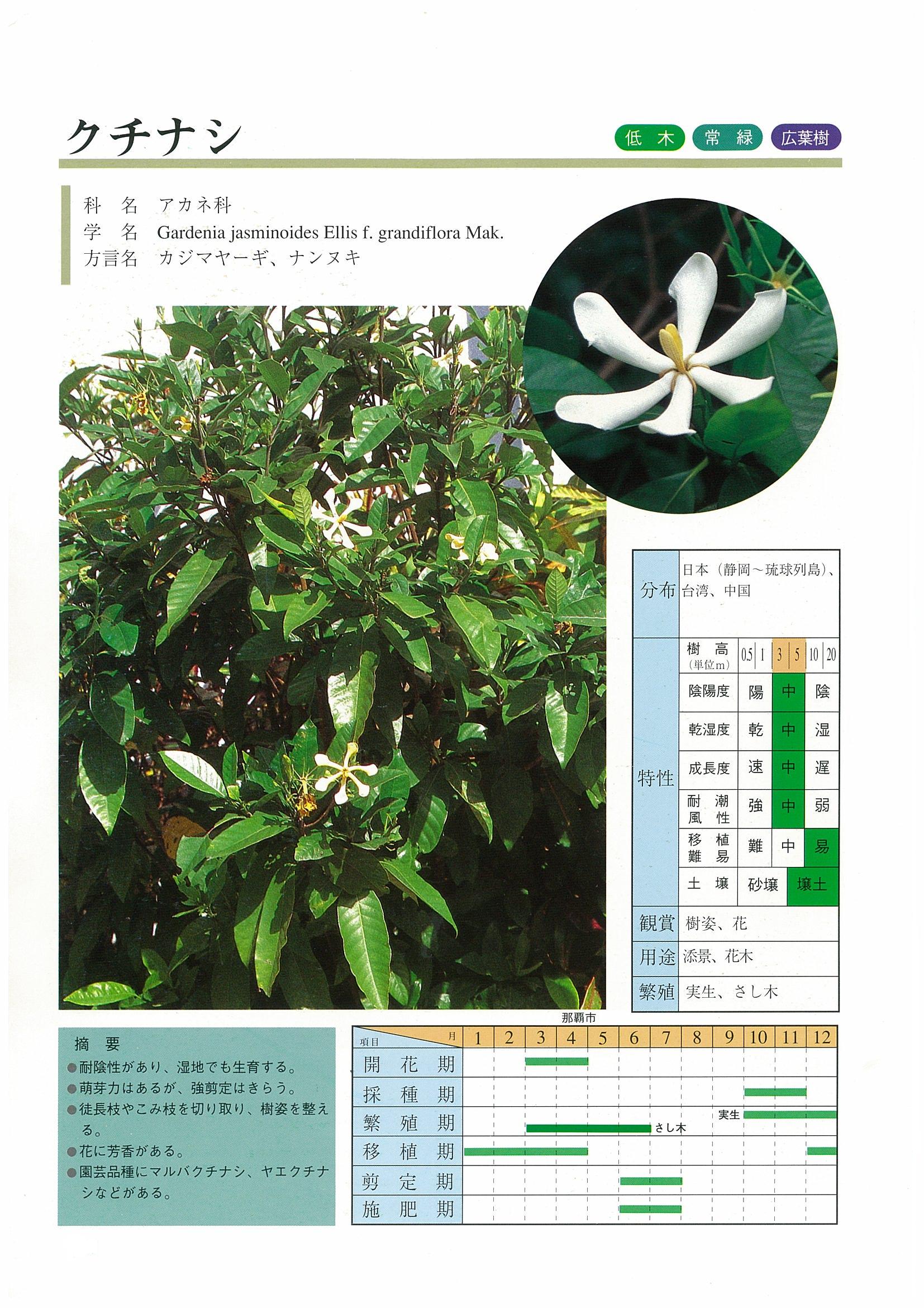 クチナシ | 沖縄県緑化種苗協同組合