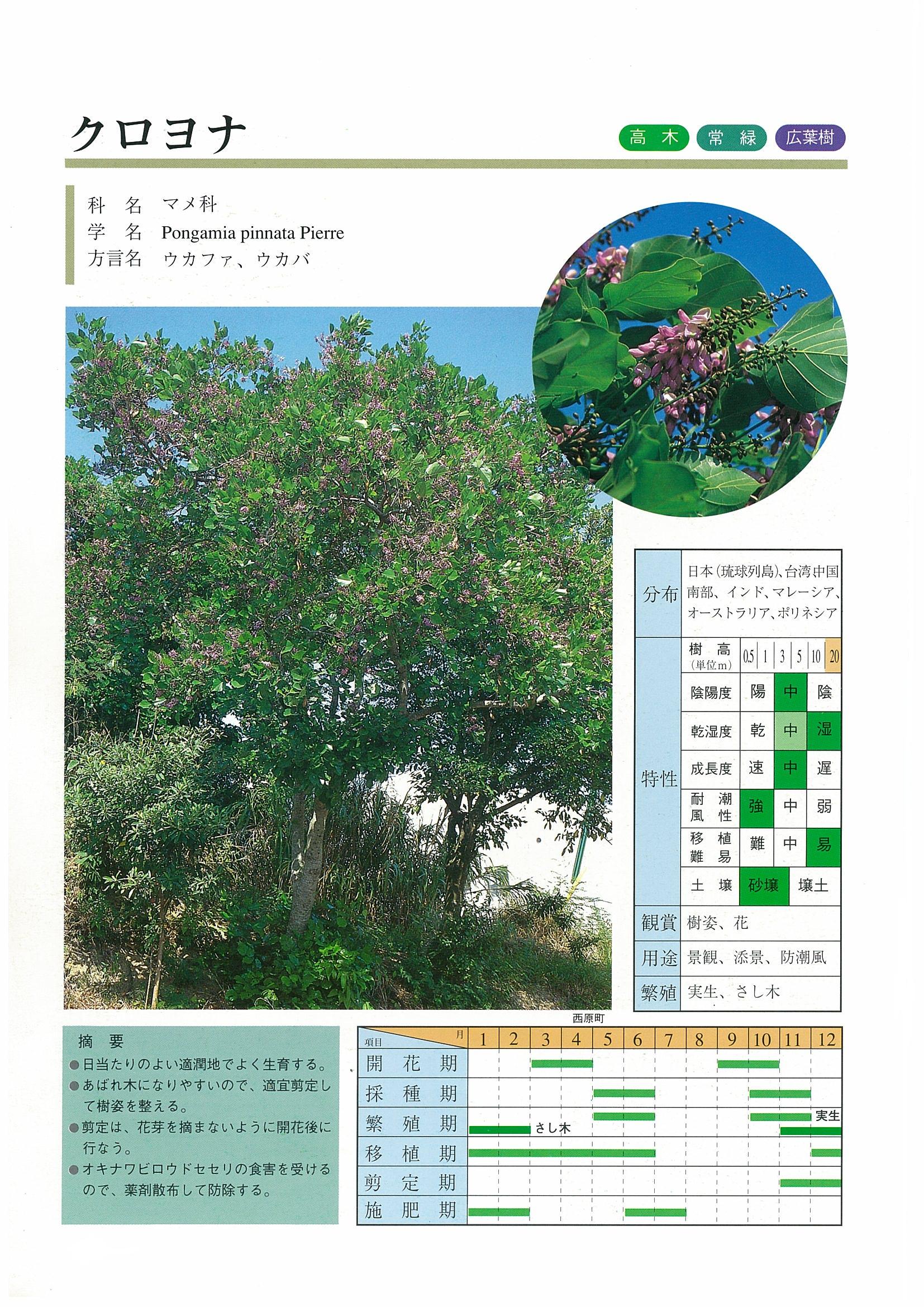 クロヨナ | 沖縄県緑化種苗協同組合