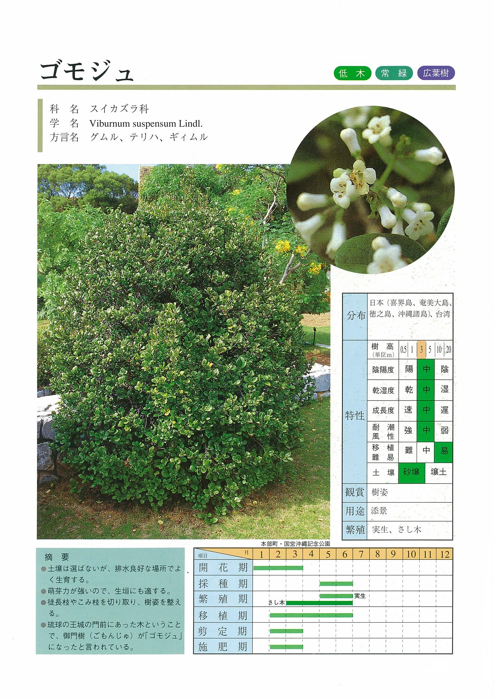 ゴモジュ | 沖縄県緑化種苗協同組合
