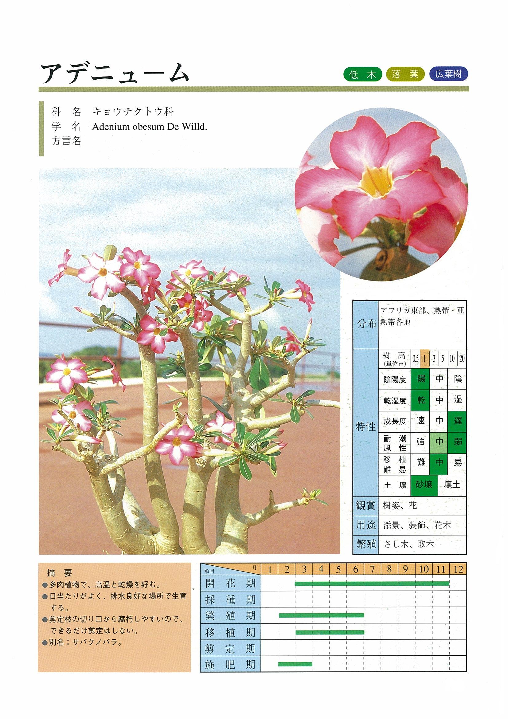 樹木図鑑 | 沖縄県緑化種苗協同組合