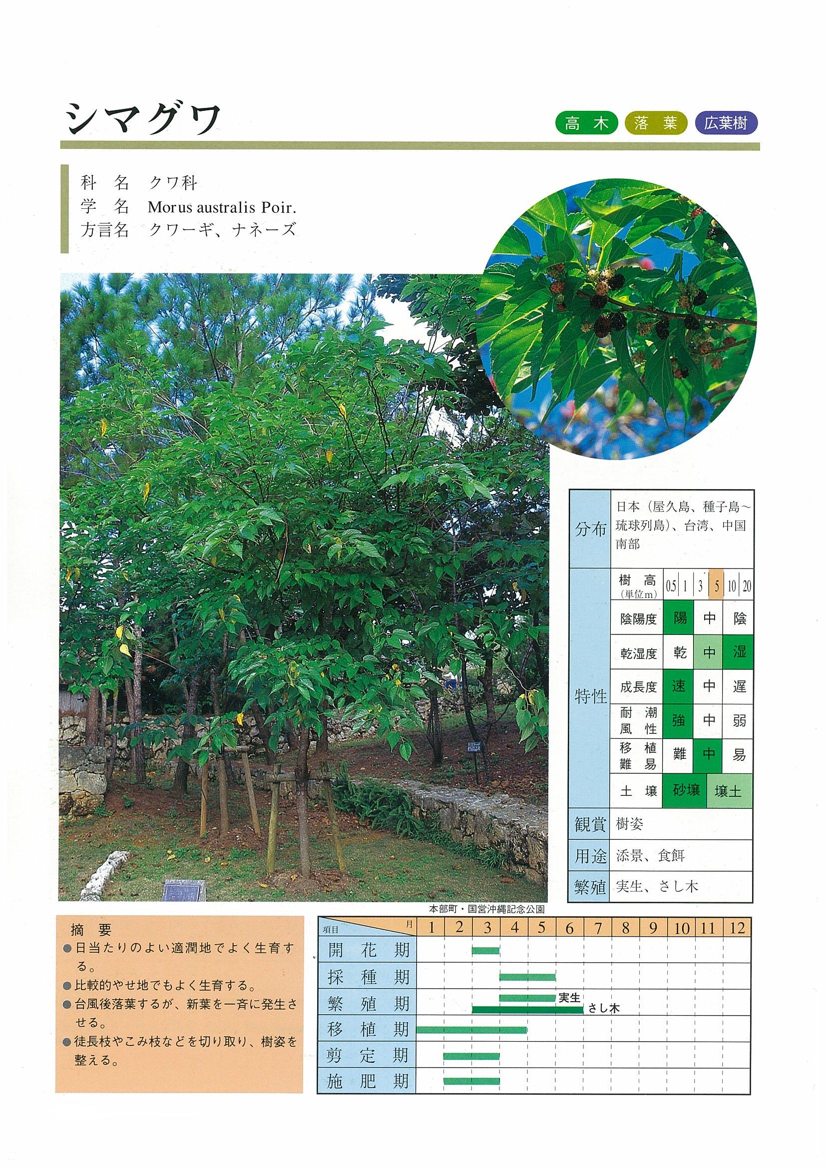 樹木図鑑 | 沖縄県緑化種苗協同組合
