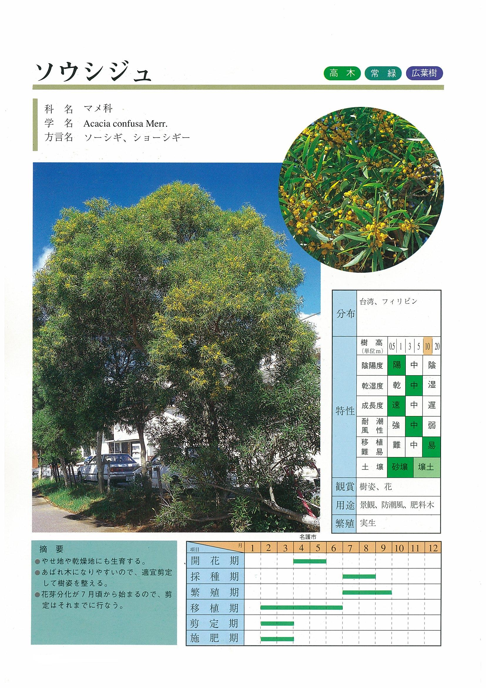 樹木図鑑 | 沖縄県緑化種苗協同組合